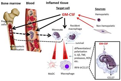 Frontiers GM CSF Dependent Inflammatory Pathways